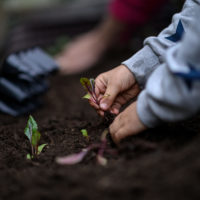 Closeup view of child hands planting beet seedling in to the fertile soil.